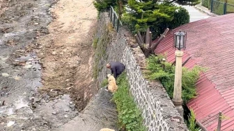 Köpeklerini Tesadüfen Kurtardı