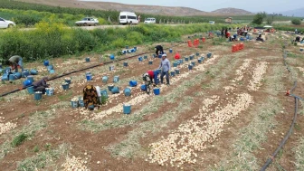 Soğan Tarlada 8, Markette 30 TL