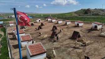 Anadolu Aslanları Yurt Dışında