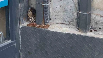 Duvarı Kırdılar, Kediyi Kurtardılar