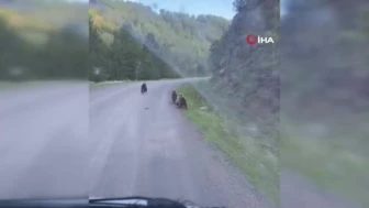 Beypazarı'nda Yolunu Ayılar Kesti