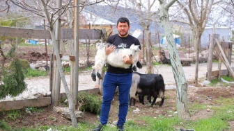 Don Felaketi Ceviz Üreticilerini Yeni İşlere Yönlendirdi