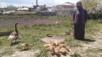 Kars Kazı Altınla Yarışıyor