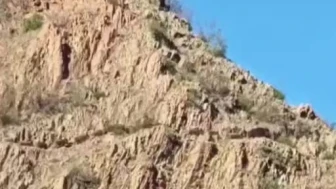 Domuz Sürüsüyle Karşılaşan Çoban, O Anları Kayda Aldı