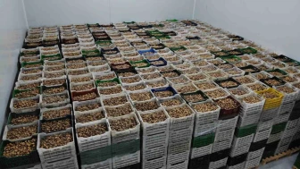Kuru İncirde Rekor İhracat