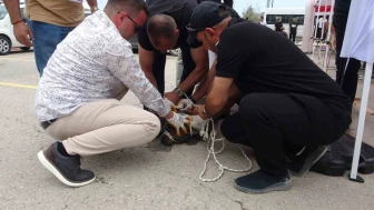Pitbull Etkinlik Alanında Dehşet Saçtı