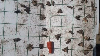 Meyve üreticilerine kritik iç kurdu ilaçlama uyarısı