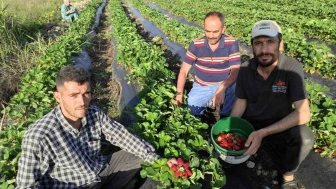 Hormonsuz Çilek İlgi Görüyor