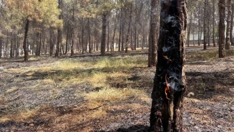 Yangın Ormanlık Alanı Sardı, Ağaçlar Yandı