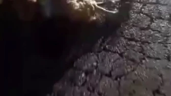 Otomobil Küçükbaş Sürüye Çarptı: 10 Hayvan Öldü