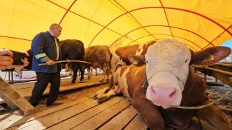 850 Kiloluk ‘Yıldız’ 285 Bin TL’ye Satıldı