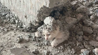 Yavru Kedi Beton Kalıbının İçinden Çıkarıldı