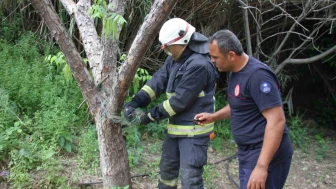 Ağlara Takılan Yılan Kurtarıldı