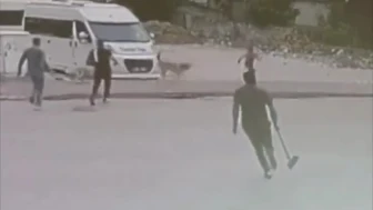 Köpekler Çocuğa Saldırdı