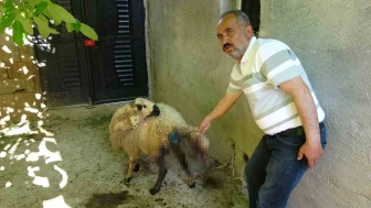 Sokak Köpekleri 6 Küçükbaş Hayvana Saldırdı