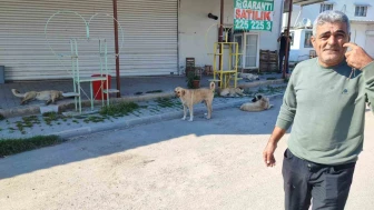 Mahallelerde Köpek Korkusu