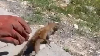 Gider Borusuna Sıkışan Kediye İtfaiye Müdahalesi