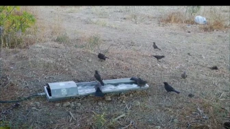 Yaban Hayvana Yaz Desteği