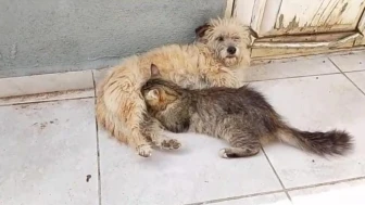 Tarçın’dan Annelik Mucizesi