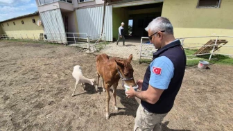 Ahırda Sıra Dışı Dostluk