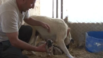 Kurt Yavrusuna Bile Annelik Yapan Irk: Kangal