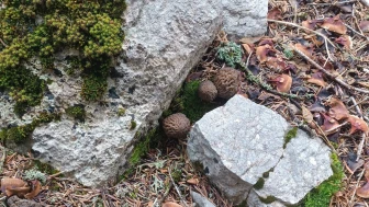 Doğada mantar bereketi