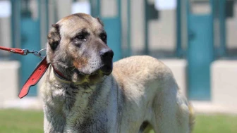 17 Bin 400 Lira ve 6 Ay Sıra: Kangal ve Akbaş Yavrularına Talep Yoğun