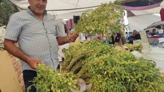 Yeşil Nohut Tezgâhlarda