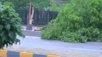 Ağaçlar Rüzgara Dayanamadı