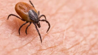 Sivas’ta Kene Faciası: Bir Kişi Daha Hayatını Kaybetti