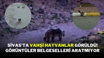 Sivas’ta Vahşi Hayvanlar Görüldü! Görüntüler Belgeselleri Aratmıyor