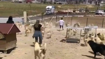 Hayvan Barınağında Dehşete Düşüren Görüntüler! Köpekler Birbirine Saldırdı