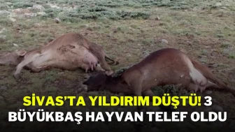 Sivas’ta Yıldırım Düştü! 3 Büyükbaş Hayvan Telef Oldu