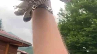 Atmacasına 8 Yıl Bakıp Doğaya Bıraktı