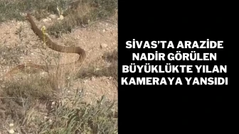 Sivas’ta Arazide Nadir Görülen Büyüklükte Yılan Kameraya Yansıdı