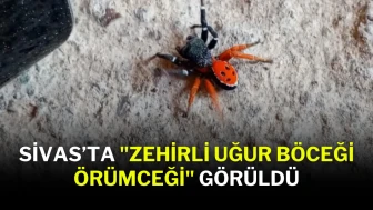 Sivas’ta "Zehirli Uğur Böceği Örümceği" Görüldü