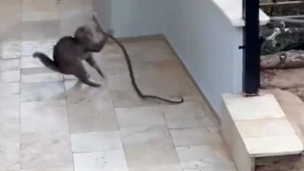 Kedi ve Yılan Arasında Nefes Kesen Anlar