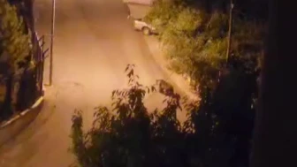 Ankara'da Sokakta Gezen Ayı Kameraya Yansıdı
