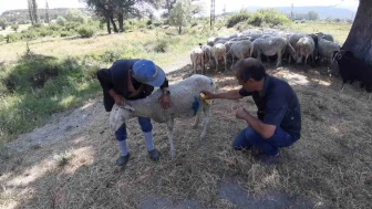 Başıboş Köpekler Sürüye Saldırdı