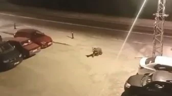 İki Ayı Şehir Merkezinde Görüldü