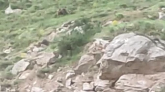 Sivas'ta Ayıya “Canım” Diye Seslendi