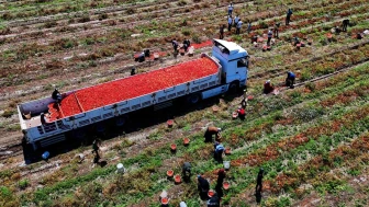 Domates Hasadı Sürüyor: Tarlada Fiyatlar Düşük