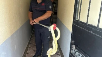 Yılanla Karşılaşan Aile Panik Yaşadı