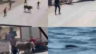 Kaçan Kurbanlıklar Trafiği Altüst Etti