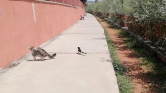 Sivas’ta Karga ile Kedi Arasındaki İlginç Oyun Kamerada