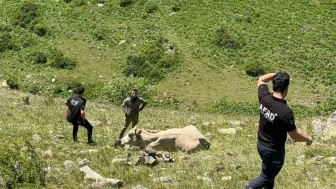 AFAD, Mahsur Kalan İneği 1 Saatte Kurtardı