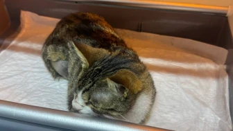 Mesane Taşı Nedeniyle Ameliyat Edilen Kedi Sağlığına Kavuştu