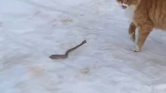 Yılanla Karşılaşan Kedi Geri Adım Atmadı