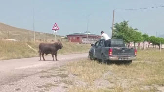 Sivas’ta Kaçan Kurbanlık Tosun Mahallede Yakalandı