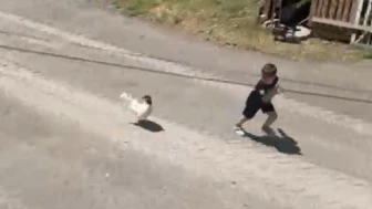 Horoz Minik Ömer’i Kovaladı
